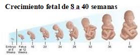 Crecimento Fetal